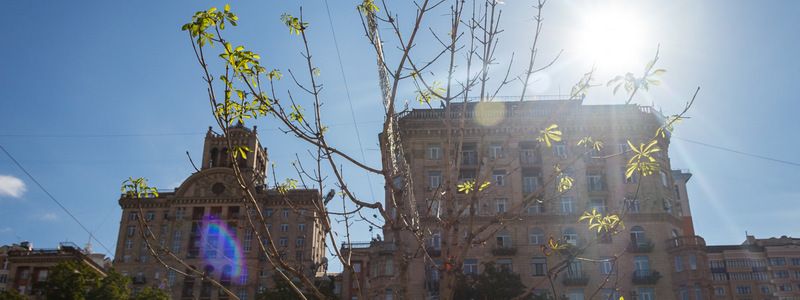 Скандал вокруг каштанов на Крещатике: исчезнет ли символ Киева