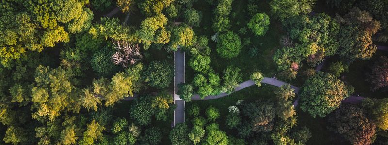 Сколько деревьев высадили в Киеве за четыре года