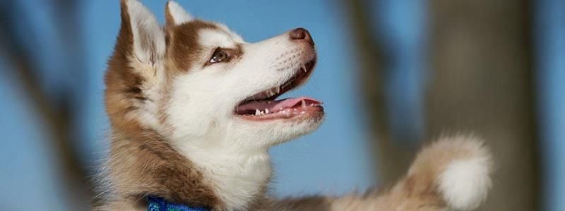 Подарите любовь: какие животные ищут дом в Киеве