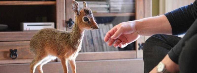 Що потрібно знати, перш ніж придбати екзотичного домашнього  улюбленця