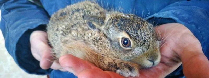 Под Киевом пожарные спасли зайчонка из огня