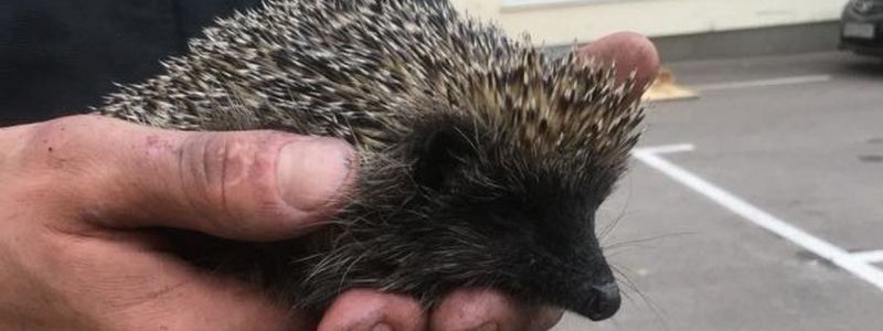 Под Киевом из горящей травы спасли ежика
