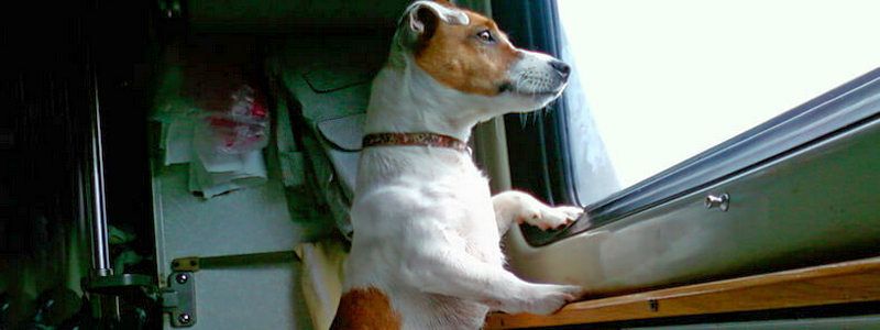 Как путешествовать с собакой в поезде: все что нужно знать