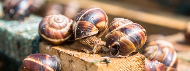 Розвиток агробізнесу в Україні: розведення равликів та навчання майбутніх фермерів