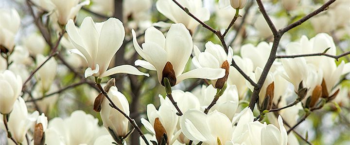 ТОП фото прохладного апрельского Киева в Instagram