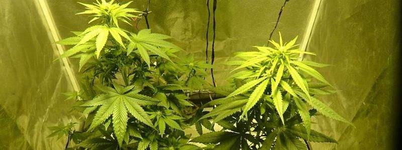 В Киеве парень превратил свою комнату в нарколабораторию