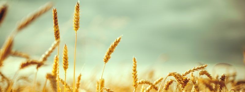 Розвиток аграгного бізнесу в Україні: тренди і прогнози 2019-2020