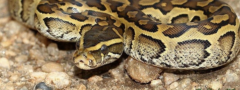 В Киеве на Академгородке из квартиры сбежал питон