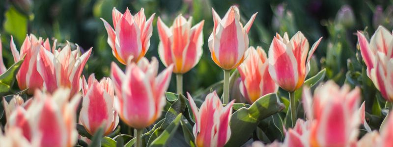 В Киеве на Певческом поле открылась выставка тюльпанов "Сказки мира"