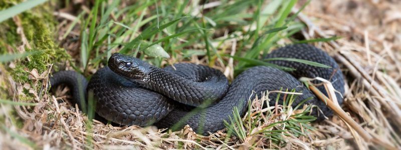 В Киеве активизировались змеи: что делать при виде гадюки и в случае укуса