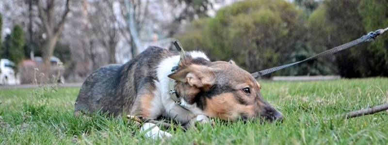 Подарите любовь: какие животные ищут дом в Киеве