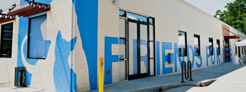 У котов и собак Киева появится отель, больница и приют за 157 миллионов гривен