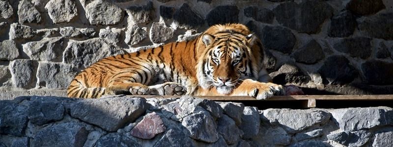 Как в Киеве питомцы зоопарка радуются солнцу