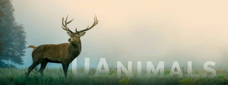 У Києві презентують книгу "Визволення тварин", яка в 1970-х заклала основи світового зоозахисту