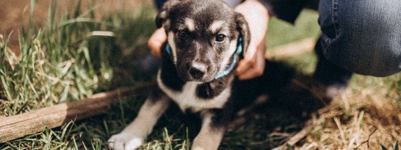 Подарите любовь: какие животные ищут дом в Киеве