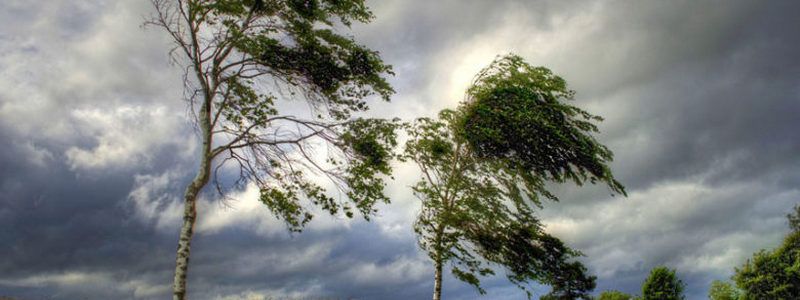 В Киеве поднялся мощный ветер: объявлен желтый уровень опасности