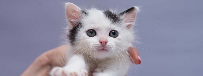 Подарите любовь и тепло: какие животные ищут дом в Киеве