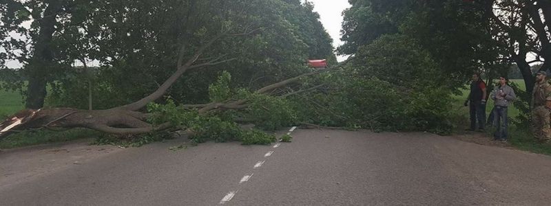Жителей Киева предупредили об опасном ветре: когда ждать непогоды