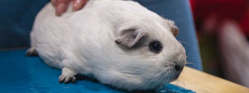 У Києві відбудеться зоофест  " Зустрінь Друга" присвячений адопції безпритульних тварин