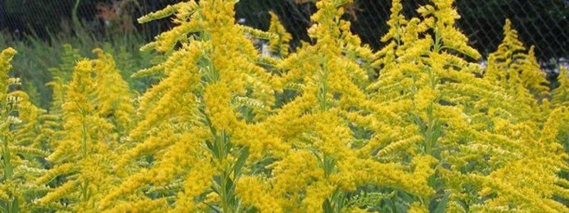 В Киеве начали борьбу с амброзией: как и в каких районах