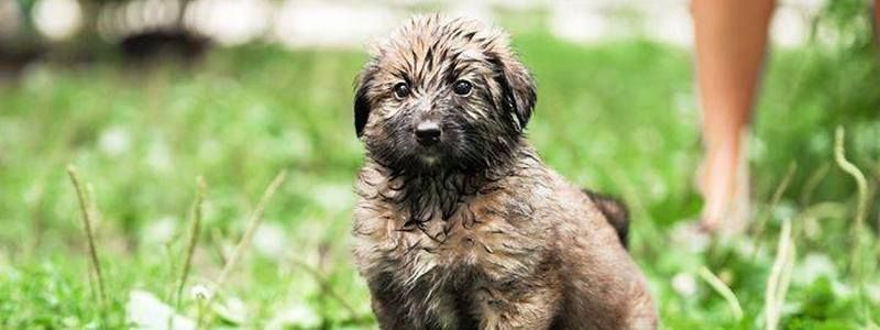 Подарите любовь: какие животные ищут дом в Киеве