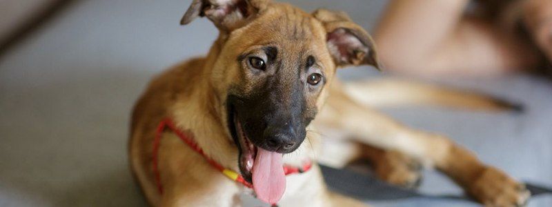 Подарите любовь: какие животные ищут дом в Киеве