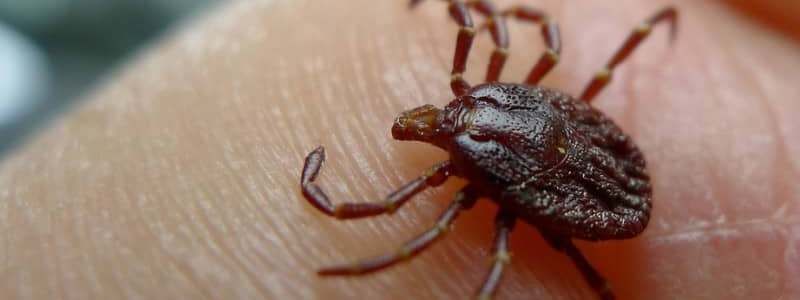 Сезон клещей в Киеве: как уберечься от паразитов и где получить бесплатную помощь при укусе
