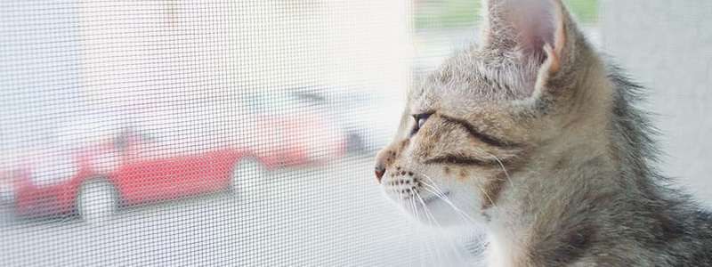 Подарите любовь: какие животные ищут дом в Киеве