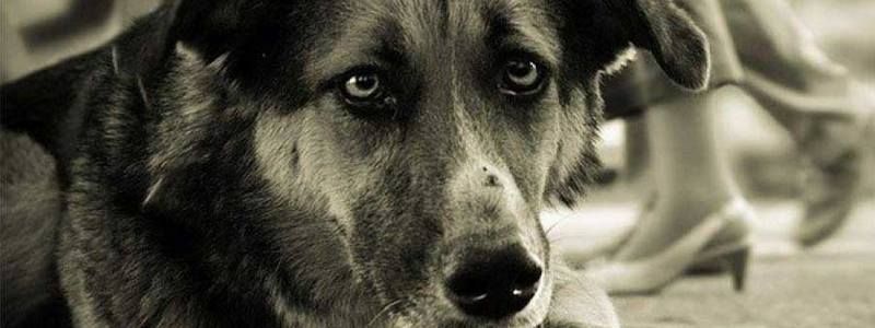 Под Киевом мужчина вилами исколол собаку