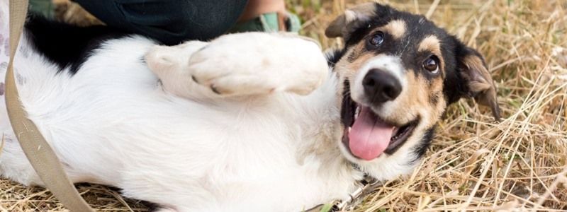 Подарите любовь: какие животные ищут дом в Киеве