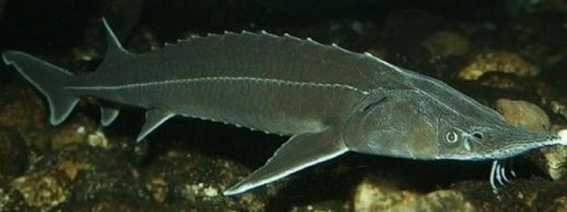 В Киеве в Днепр выпустят занесенную в Красную книгу стерлядь: когда и зачем это нужно