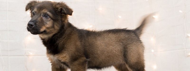 Подарите любовь: какие животные ищут дом в Киеве