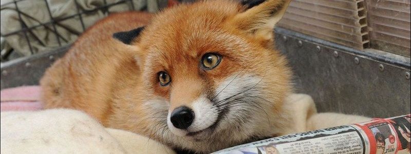 В Киеве разыскивают лиса Кима