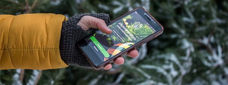 Новый год-2018: насколько законны елки в Киеве