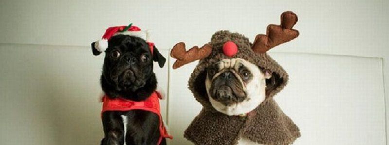 Поздравления с Новым годом-2018: короткие СМС в стихах и прозе