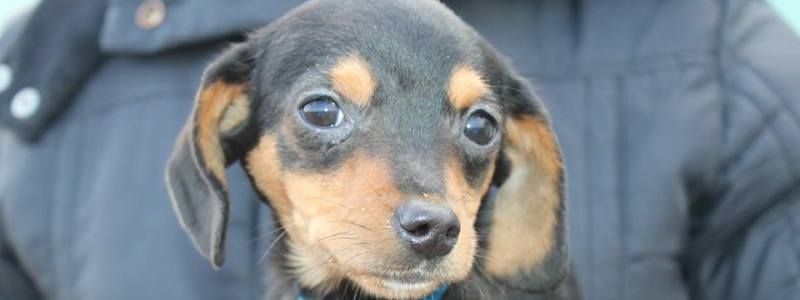 Подарите семью и любовь: какие животные ищут дом в Киеве