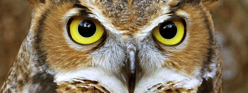 На Березняках нашли сову, которая ненавидит Prodigy и умеет грустить