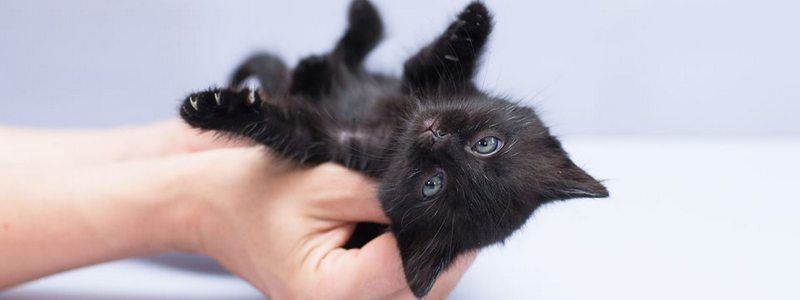 Подарите любовь: какие животные ищут дом в Киеве