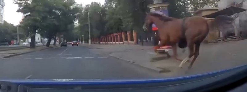 ЦИК обработала 100% протоколов, в Одессе патрульные гонялись за конем и аномальная жара в Европе: ТОП новостей дня