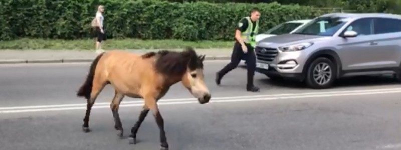Погоня за пони от первого лица: появилось видео с нагрудных камер патрульных