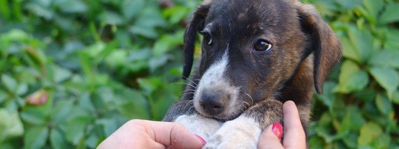 Подарите любовь: какие животные ищут дом в Киеве