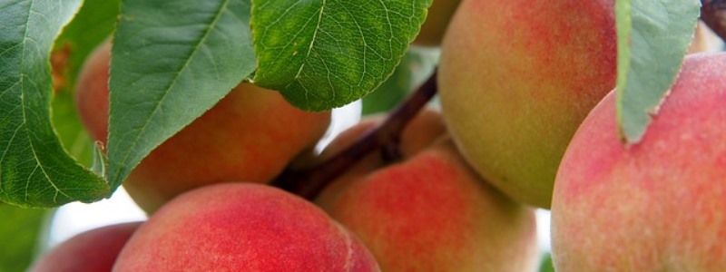 Продуктовые ярмарки в Киеве: где можно купить свежие арбузы и персики