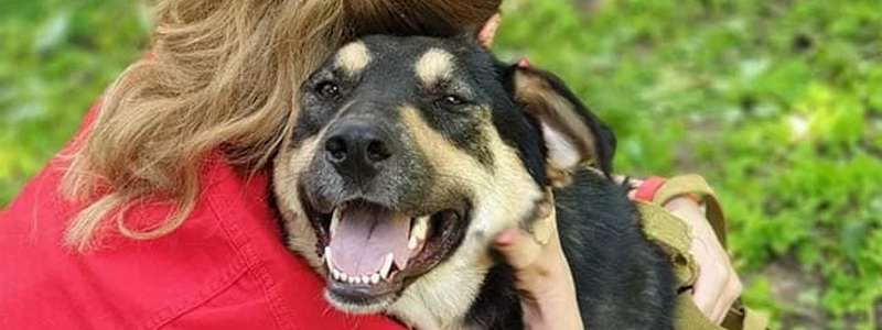 Подарите любовь: какие животные ищут дом в Киеве