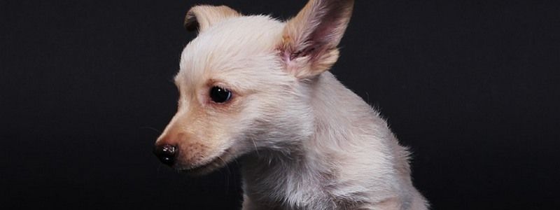 Подарите любовь: какие животные ищут дом в Киеве