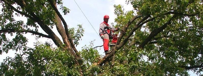 В Киеве на Печерске проверят все деревья: кто и зачем