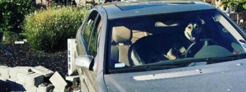 Первая жертва урагана "Дориан", 100 погибших от авиаудара в Йемене и авария с собакой за рулем в США: ТОП новостей дня