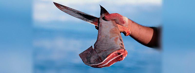 У Києві зоозахисники закликають бойкотувати мережі магазинів Сільпо і Новус