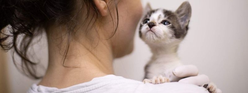 Подарите любовь: какие животные ищут дом в Киеве