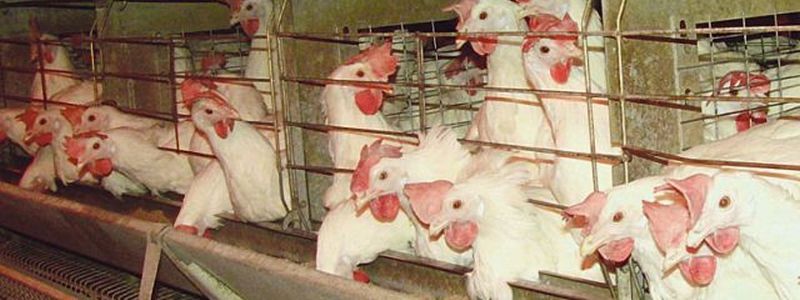 Под Киевом трое мужчин напали на птицеферму и украли более полумиллиона гривен