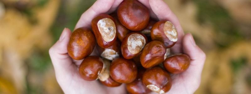 Куда в Киеве сдать каштаны и сколько на этом можно заработать